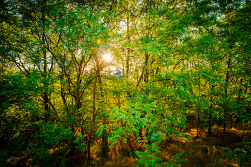 Obraz premium Golden sunrise in the forest , morning autumn time . Beautiful landscape with trees . Woodlands in orange colors . Sunrise over the forest . Green grass and leaves , blue sky . Autumn nature 