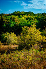 Golden sunrise in the forest , morning autumn time . Beautiful landscape with trees . Woodlands in orange colors . Sunrise over the forest . Green grass and leaves , blue sky . Autumn nature 