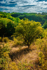 Golden sunrise in the forest , morning autumn time . Beautiful landscape with trees . Woodlands in orange colors . Sunrise over the forest . Green grass and leaves , blue sky . Autumn nature 