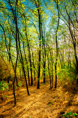 Golden sunrise in the forest , morning autumn time . Beautiful landscape with trees . Woodlands in orange colors . Sunrise over the forest . Green grass and leaves , blue sky . Autumn nature 