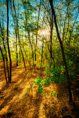 Golden sunrise in the forest , morning autumn time . Beautiful landscape with trees . Woodlands in orange colors . Sunrise over the forest . Green grass and leaves , blue sky . Autumn nature 