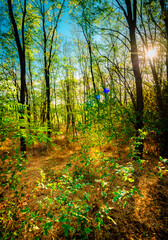 Golden sunrise in the forest , morning autumn time . Beautiful landscape with trees . Woodlands in orange colors . Sunrise over the forest . Green grass and leaves , blue sky . Autumn nature 