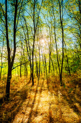 Golden sunrise in the forest , morning autumn time . Beautiful landscape with trees . Woodlands in orange colors . Sunrise over the forest . Green grass and leaves , blue sky . Autumn nature 