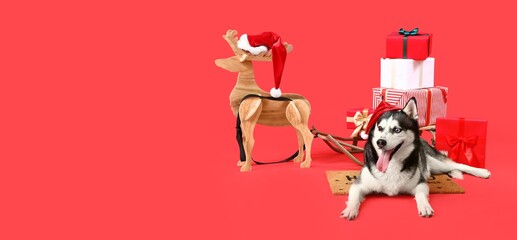Husky dog in Santa hat, wooden reindeer, sledge and Christmas gifts on red background with space for text