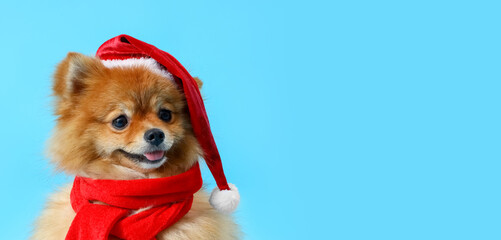 Cute Pomeranian dog in Santa hat and scarf on blue background, closeup