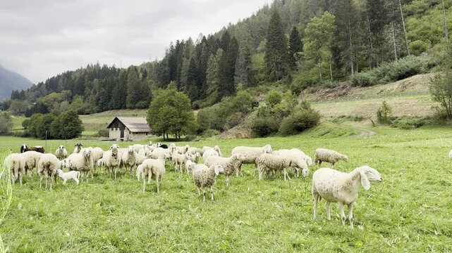 pecore al pascolo 