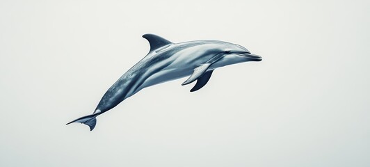 Obraz premium A sleek dolphin leaping gracefully through against a white background