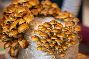 A dense clusters of Pholiota adiposa, chestnut mushrooms, growing synthetic material. The edible...