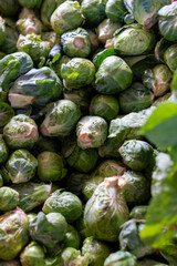 A close-up of a bunch of raw Brussels sprouts growing on a stalk. The vibrant green vegetable has multiple small round cabbage heads. The healthy ripened uncooked sprouts have large dark green leaves.