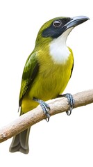 Fototapeta premium Bare-throated Bellbird Perched on a Branch on a White Background, Photo Realistic, Wallpaper, Cover and Screen for Smartphone, PC, Laptop, 9:16 and 16:9 Format