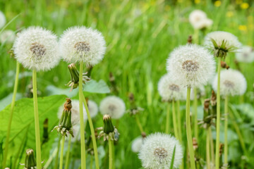 White dandelion flowers in green grass outdoors