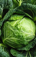 Fototapeta premium Cabbage: A vibrant green cabbage head.