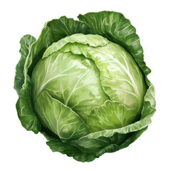 Cabbage: A vibrant green cabbage head.