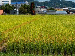 Fototapeta premium 大阪府松原市の田園風景