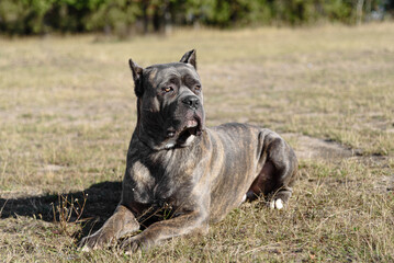 Cane Corso dog lying in field in sunny day, Italian breed of mastiff, Cane Corso Italiano, companion or guard dog, tiger color, dogwalking concept