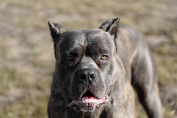 Cane Corso dog in field in sunny day, Italian breed of mastiff, Cane Corso Italiano, companion or guard dog, tiger color, close-up view of muzzle, dogwalking concept