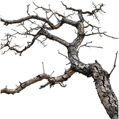 Fototapeta premium Branch tree dry cracked dark bark on white background