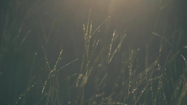 太陽光に包まれる草原の植物　レンズフレア　スローモーション
