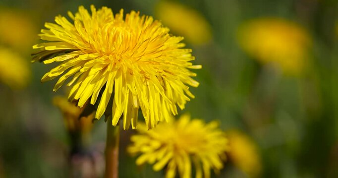 dandelions blooming in the green grass in spring, a field with dandelions on a sunny day
