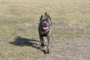 Cane Corso dog in field in sunny day, dashing forward towards camera, Italian breed of mastiff, Cane Corso Italiano, companion or guard dog, tiger color, dogwalking concept