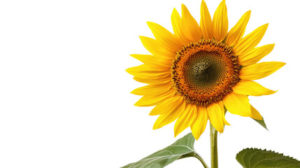 Obraz premium sunflower on a transparent background