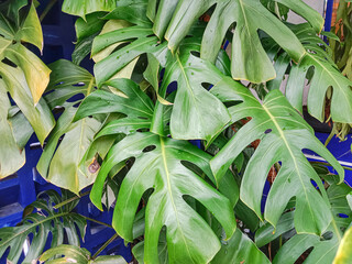 Leaves in the garden. Green leaves of Monstera philodendron plant. Monstera deliciosa, the Swiss cheese plant or split-leaf philodendron.  © Mita As