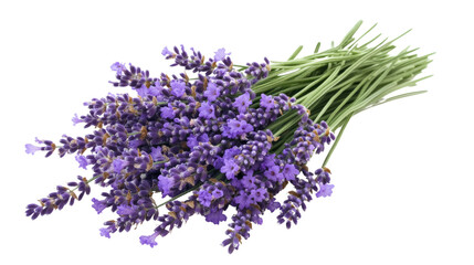 Fototapeta premium lavender on a transparent background