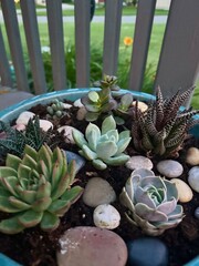 succulent plants in garden