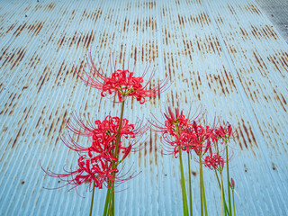 軒下にひっそりと咲くヒガンバナ