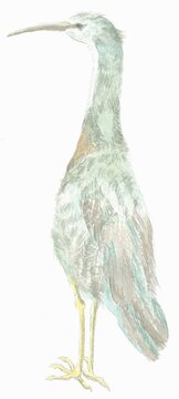 recommend clip art: Illustration of Australian native bird, white faced heron