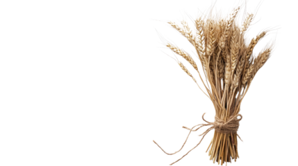 dried wheat tied with rustic twine on a transparent background