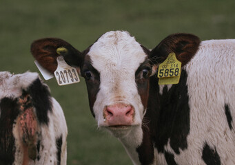 Vaca