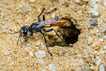 Black and orange wasp exploring a hole in the ground.