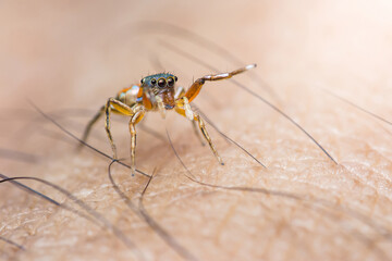 Jumping spider standing on human skin.