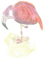 Illustration of Chilean flamingo 