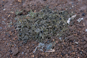 chicken manure that has been decomposed by insects and bacteria