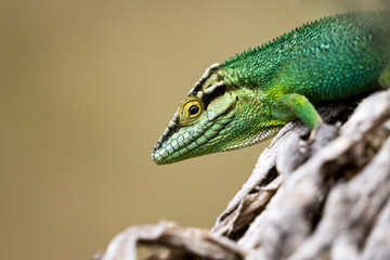 Camaleon de Paramo