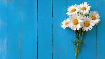Obraz premium Bright white daisies flourish against a rustic blue wooden wall, enhancing the cheerful atmosphere of the outdoor environment