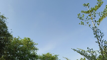 Backgrounrld sky and tree green