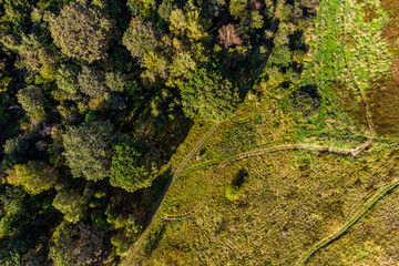 Top view of forest and grassy field with quad bike tracks