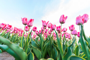 Beautiful tulips are in full bloom