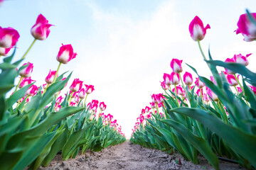 Beautiful tulips are in full bloom