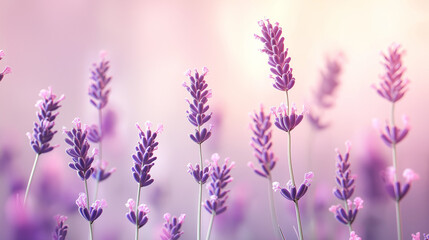 Obraz premium A serene scene of lavender flowers in full bloom. The lavender stems rise gracefully, with clusters of delicate purple flowers at their tips. The background is softly blurred, with a gradient of pink 