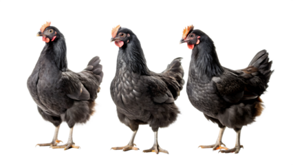 Set of black chicken isolated on white background as transparent as PNG