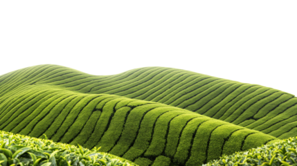 green tea plantation isolated on transparent white background, clipping path