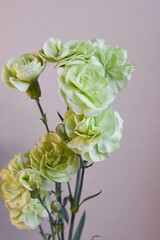 緑のカーネーション