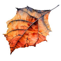 Watercolor illustration of a colorful feather-like leaf with orange, brown, and black hues on transparent background