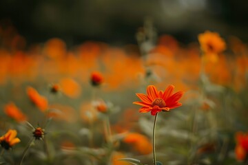 Obraz premium Beautiful orange sunflowers in a meadow at sunset.