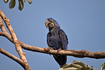 Arara-azul em um galho olhando para a câmera