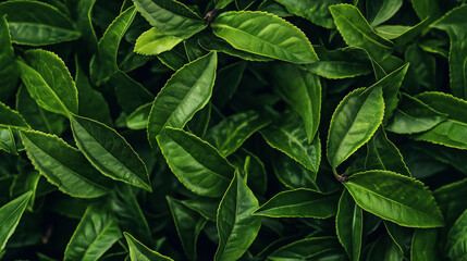 Obraz premium a close-up, top-down view of green tea leaves, filling the entire frame with the focus on the dark green, crinkled, and twisted tea leaves